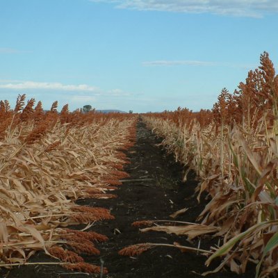 Sorghum crop lodging, with stalks fallen over onto the ground